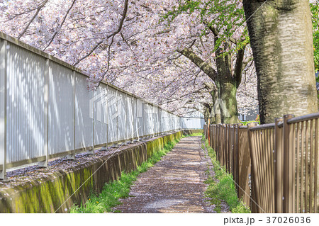 桜イメージ 桜並木道の写真素材