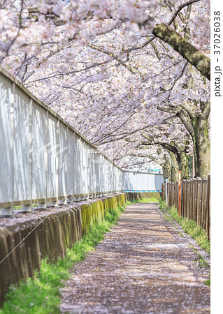 桜イメージ 桜並木道の写真素材