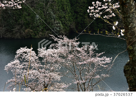 桜と湖 37026537