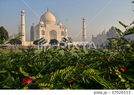 インドのアーグラー 世界遺産のタージマハルと美しい赤い花の写真素材