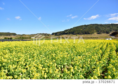開聞岳山麓風景　なのはな畑　春イメージ　鹿児島県指宿市　 37026671