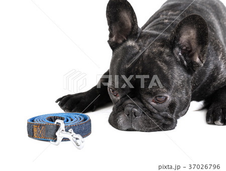 French bulldog with leash lying 37026796