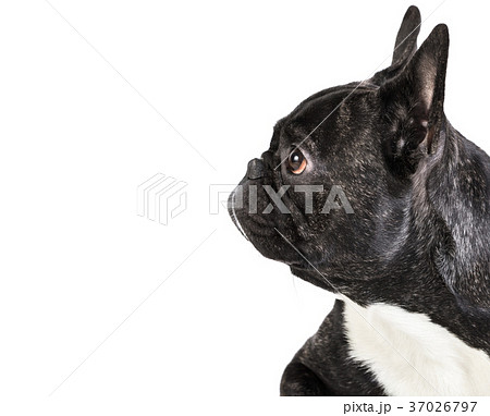 animal dog French bulldog lying 37026797
