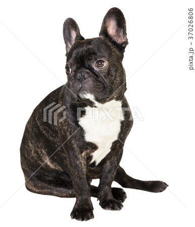 animal dog French bulldog sitting animal dog French bulldog sitting 37026806