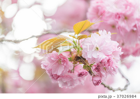 雙櫻圖 智能雙炫火二口玻璃檯面爐- 台灣櫻花