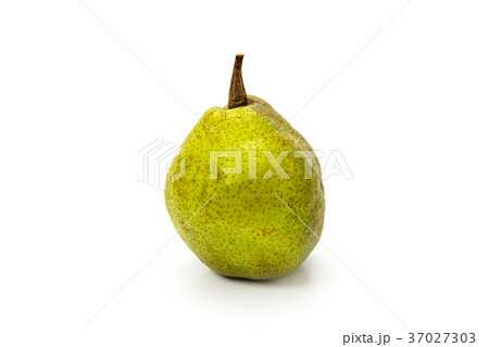 洋梨シルバーベル 洋梨シルバーベル 37027303