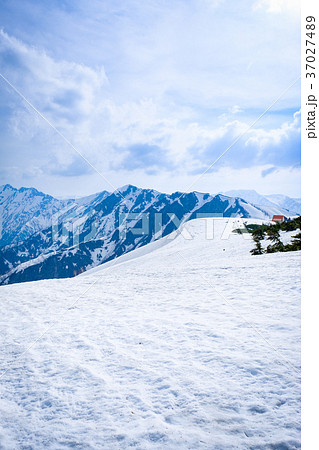 残雪の北アルプス（針ノ木岳を望みながら雪の稜線歩き） 37027489