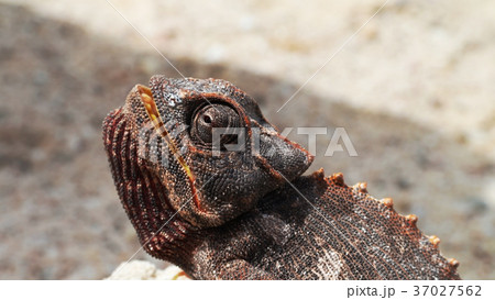 Chameleon in Namib Desert 37027562