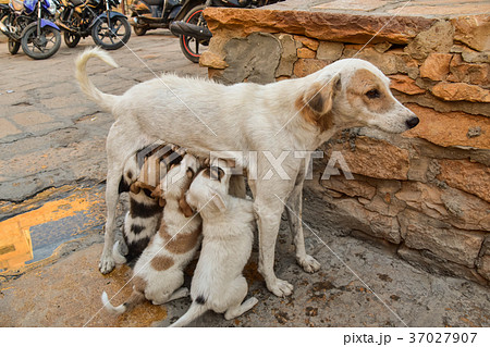 インドのジャイサルメール 野良犬の親子 母乳を吸う子犬の群れの写真素材