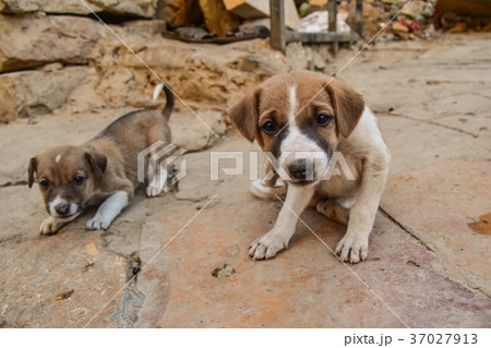 インドの世界遺産 ジャイサルメールの城内にいた野良犬の子供の写真素材
