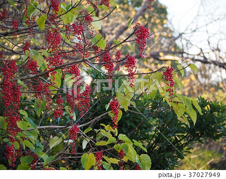 たわわに生るイイギリの実 たわわに生るイイギリの実 37027949