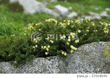 ガンコウラン 37028040