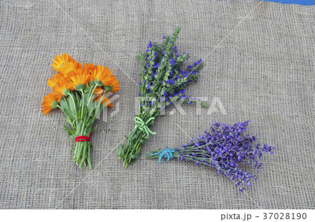 medical herbs marigold, lavender and hyssop bunch 37028190
