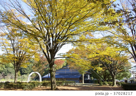 代々木公園 37028217