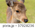 鹿 37028236