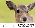 鹿 37028237