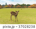奈良公園　鹿 37028238