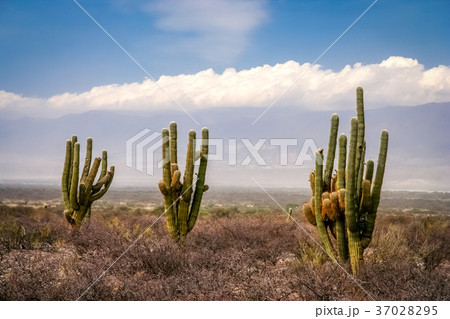 Three cactuses in pampa 37028295
