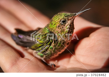 Little green hummingbird 37028462