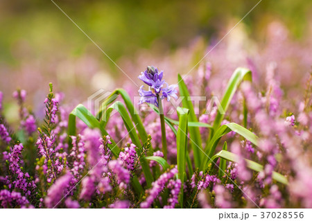 Single Campanula rapunculoides bud 37028556