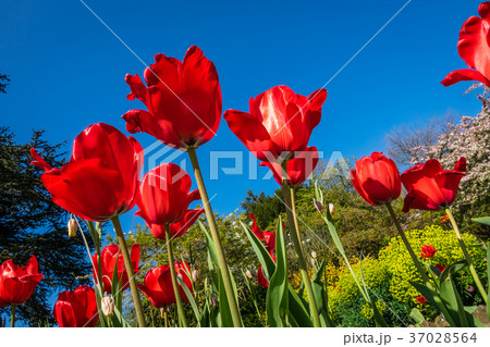 Red tulips in the garden Red tulips in the garden 37028564