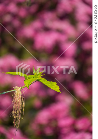 Small green leaf blossoming Small green leaf blossoming 37028565