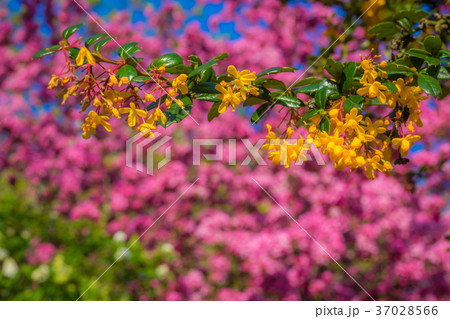 Colors of spring Colors of spring 37028566