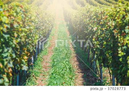 Red grapes in a vineyard 37028773