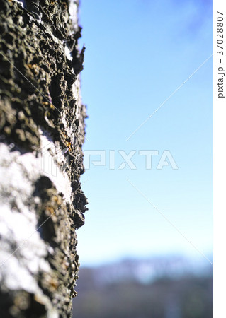 冬イメージ木立青空山桜 冬イメージ木立青空山桜 37028807