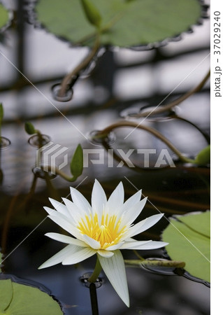 神代植物公園 37029240