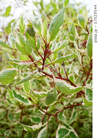 赤い幹が美しいギンフミズキ 37029544