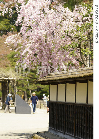 満開の桜に包まれる史跡若松城址鶴ヶ城公園の茶室麟閣(りんかく)Tea ceremony room 満開の桜に包まれる史跡若松城址鶴ヶ城公園の茶室麟閣(りんかく)Tea ceremony room 37029553