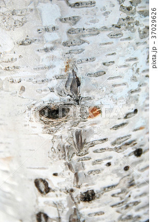 白樺のハートの節 37029626