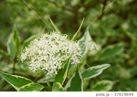 可憐なギンフミズキの花 37029699