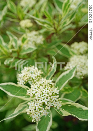 可憐なギンフミズキの花 可憐なギンフミズキの花 37029700