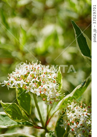 可憐なギンフミズキの花 37029701