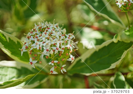 可憐なギンフミズキの花 可憐なギンフミズキの花 37029703