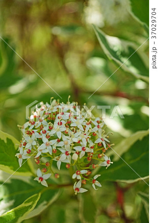 可憐なギンフミズキの花 37029704