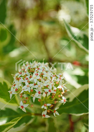 可憐なギンフミズキの花 37029705