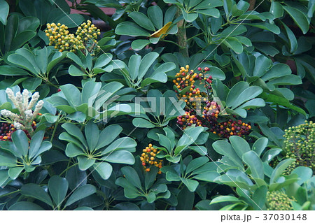 宿り鱶木ヤドリフカノキ カポックとも呼ばれています。 宿り鱶木ヤドリフカノキ カポックとも呼ばれています。 37030148