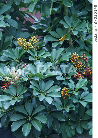 宿り鱶木ヤドリフカノキ　カポックとも呼ばれています。 37030149