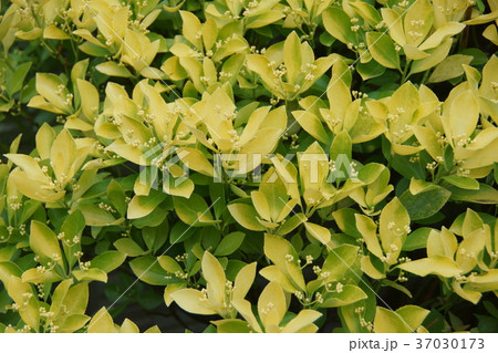 黄金柾 オウゴンマサキ 花のように美しい葉ですの写真素材