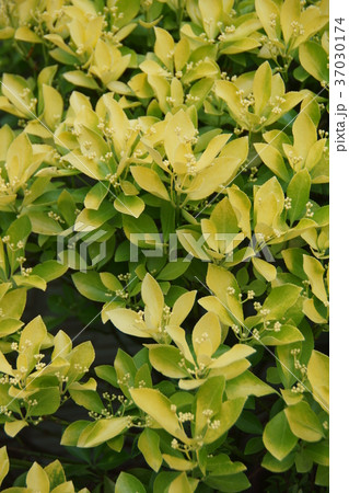 黄金柾 オウゴンマサキ 花のように美しい葉ですの写真素材