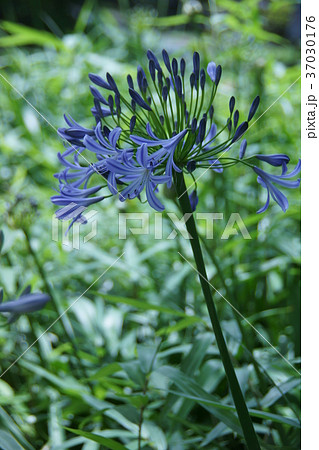紫君子蘭 アガパンサス 花言葉は 愛の花 の写真素材