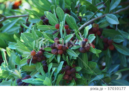 山桃 ヤマモモ　花言葉は「ただひとりを愛する」 37030177