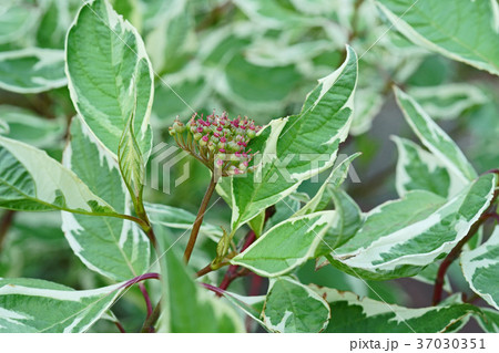 美しいギンフミズキの斑入り葉 37030351