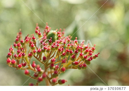 可愛いリングを被ったギンフミズキの実 37030677