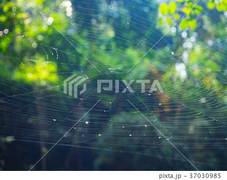 Spider web on the tree in the forest with sunlight 37030985