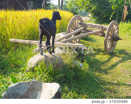 A young black goat grazes in a meadow A young black goat grazes in a meadow 37030986