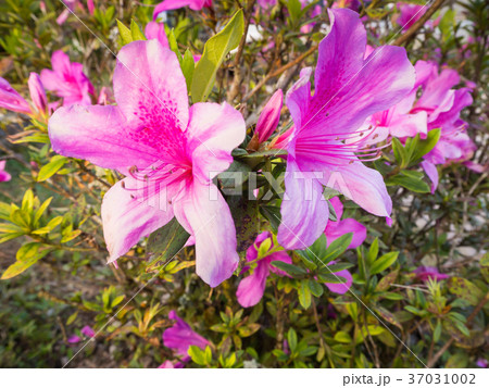 Close up on the pink flower in the garden Close up on the pink flower in the garden 37031002